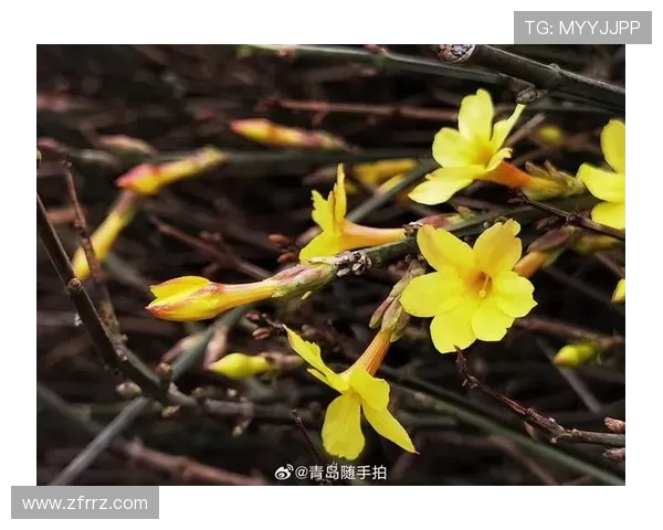 《迎春花》：一曲时光的咏叹，一场命运的盛宴